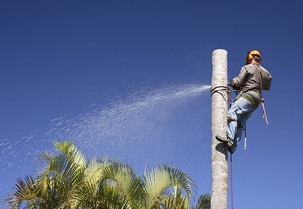 Gloucester, MA Tree Removal Services Company