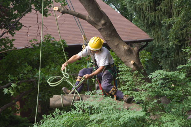 How Our Tree Care Process Works  in  Gloucester, MA